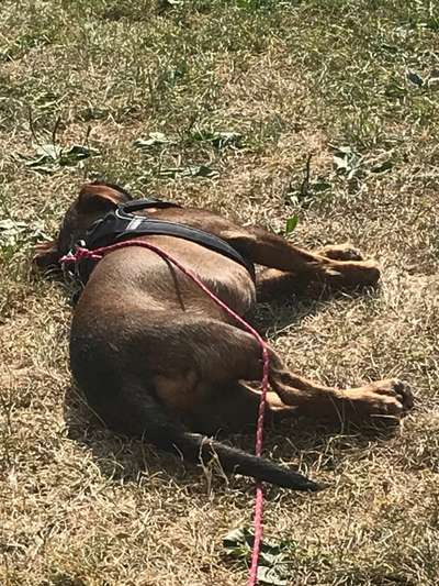 Dackel mit langen Beinen-Beitrag-Bild