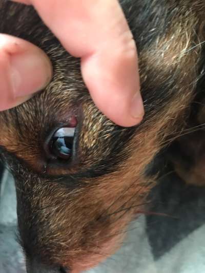 Stelle im Augenwinkel-Beitrag-Bild