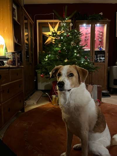 Dogorama Photo Challenge - Bescherung-Beitrag-Bild