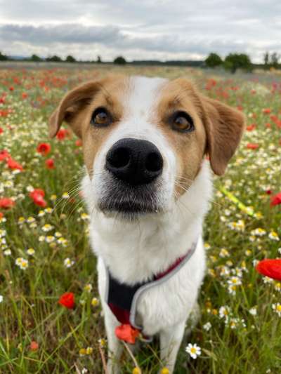 Dogorama Photo Challenge - Portrait-Beitrag-Bild