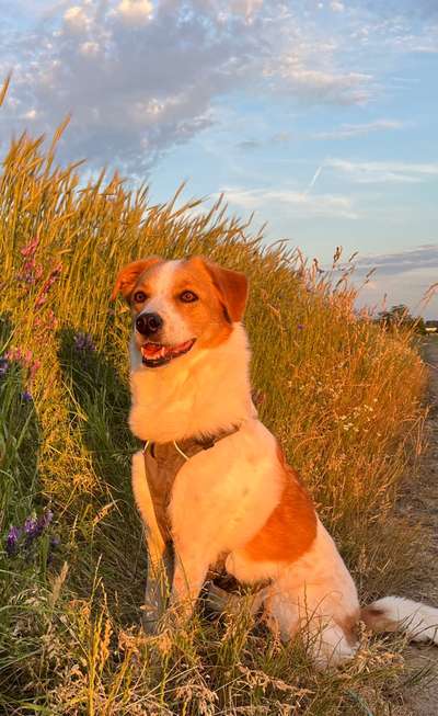 TierschutzhundeStammtisch🐕-Beitrag-Bild