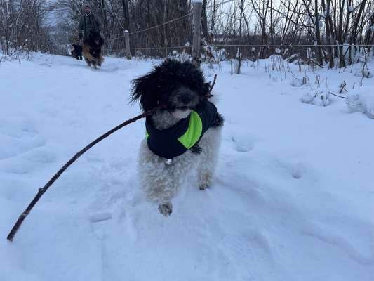 Hundetreffen-Welpen-/ Junghundetreff für Minis in und um GF-Bild