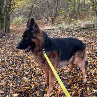 Hundetreffen-Gassi gehen / Spielen-Bild