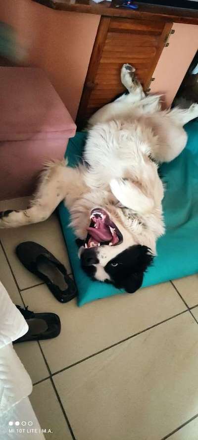 Fotosammlung: ,,Der natürliche Hund" Unbearbeitet, ungestellt und in Natura-Beitrag-Bild