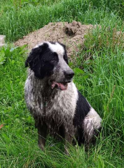Fotosammlung: ,,Der natürliche Hund" Unbearbeitet, ungestellt und in Natura-Beitrag-Bild