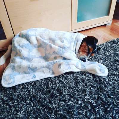 Die Dogorama Wochen Challenge "Friends will be Friends"-Beitrag-Bild