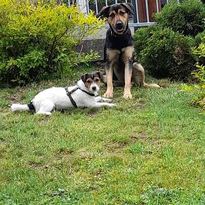 Die Dogorama Wochen Challenge "Friends will be Friends"-Beitrag-Bild