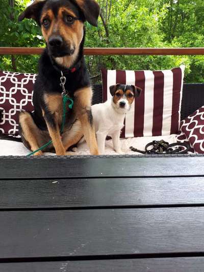 Die Dogorama Wochen Challenge-Beitrag-Bild