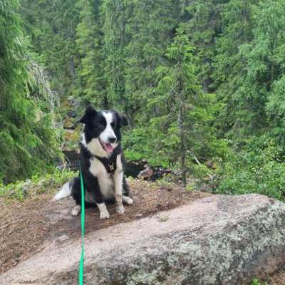 Hundetreffen-Gassi und  toben-Bild