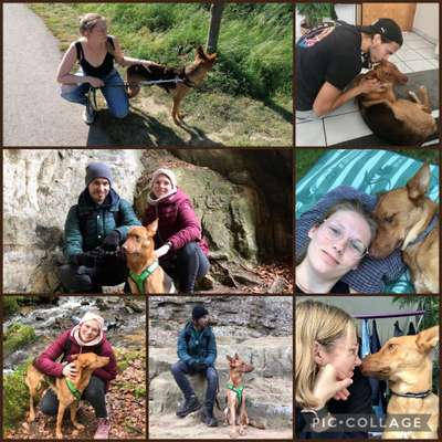21. Collage Challenge 
Du und dein Hund-Beitrag-Bild