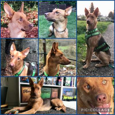 23. Collagen-Challenge: Portraits-Beitrag-Bild