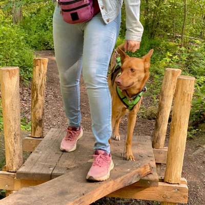 Hundetreffen-Trainingsrunde mit Geduld-Bild