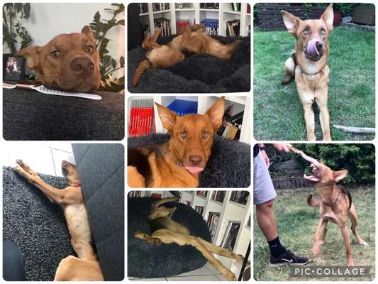 20. Collagen Challenge - "Lustige Schnappschüsse"-Beitrag-Bild