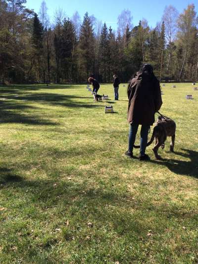 Hundeschulen-Polizeihund-Sportverein Hambühren e. V.-Bild