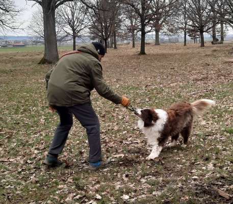 FOTO CHALLENGE 77 - Dein Hund im Spiel-Beitrag-Bild