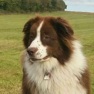 Australian Shepherd Freunde/innen-Beitrag-Bild