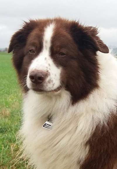 Australian Shepherd Freunde/innen-Beitrag-Bild