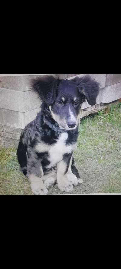 Welpen Bilder !-Beitrag-Bild