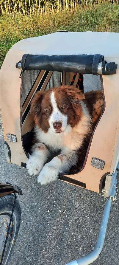 Australian Shepherd Freunde/innen-Beitrag-Bild