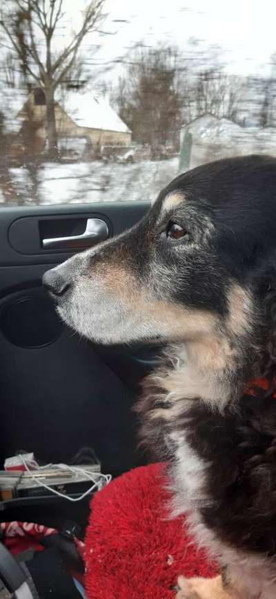 FOTOCHALLENGE 70 - Dein Hund im Auto-Beitrag-Bild