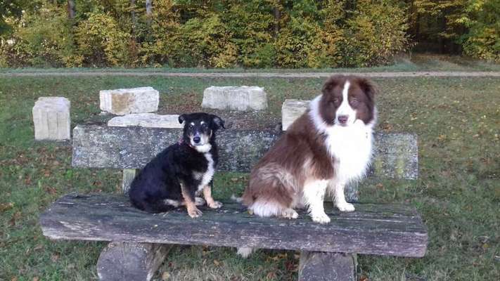 Hunderunde-Beitrag-Bild