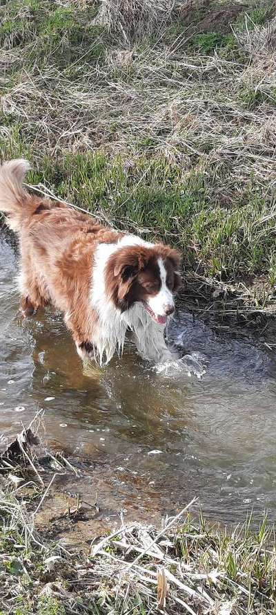 Australian Shepherd Freunde/innen-Beitrag-Bild