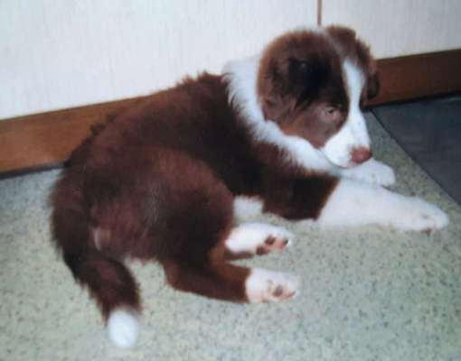 Australian Shepherd Freunde/innen-Beitrag-Bild