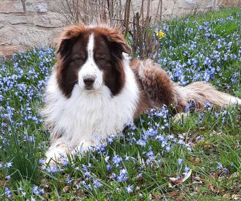 Aussies-Beitrag-Bild