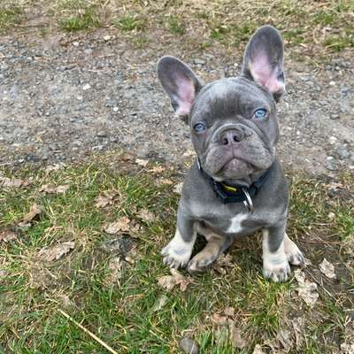 Hundetreffen-Suche Welpen / zum toben /spielen für Bulli Welpe-Bild