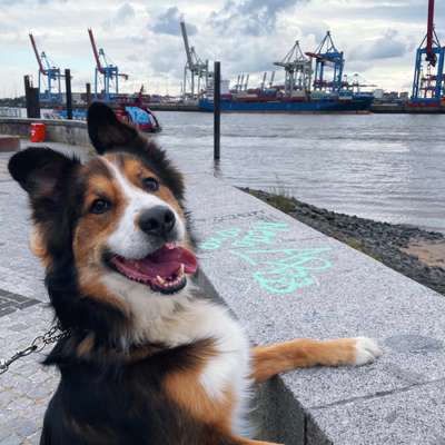 Hundetreffen-Gemeinsam Gassi gehen/spielen in Donners Park-Bild