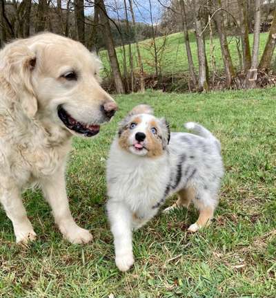 Die Dogorama Wochen Challenge "Friends will be Friends"-Beitrag-Bild