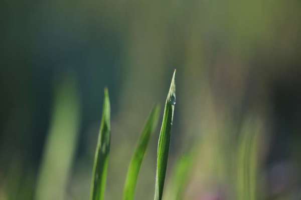 Die wunderschöne Welt mit Hund.-Beitrag-Bild