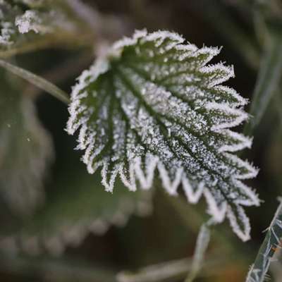 Die wunderschöne Welt mit Hund.-Beitrag-Bild