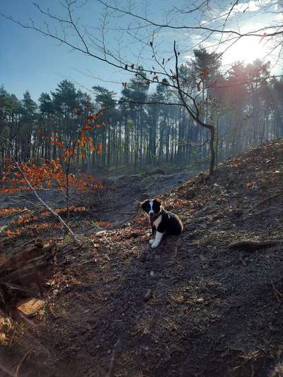 Fotochallenge No. 26                                     Wald und Wiese-Beitrag-Bild