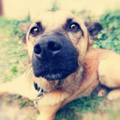 Hundetreffen-Spaziergängen von Dresden bis Dippoldiswalde-Bild