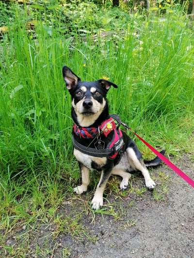 Die Dogorama Monats Challenge "Es grünt und blüht"-Beitrag-Bild