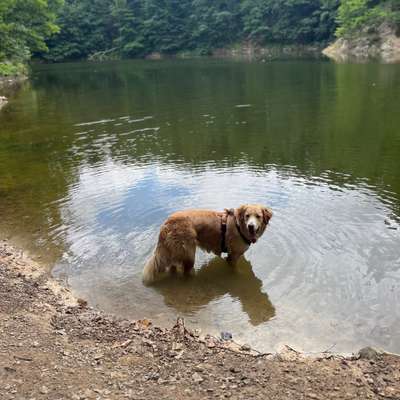 Hundetreffen-Spielrunde / Gassirunde-Bild