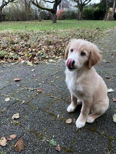 Fotochallenge Nr. 59 - Mein Hund zeigt die Zunge-Beitrag-Bild