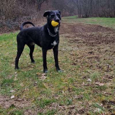 Hundetreffen-Wandern , Spielen-Bild