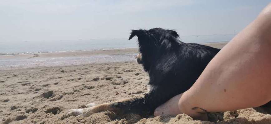 Die Dogorama Wochen Challenge-Beitrag-Bild