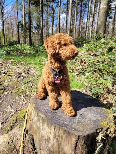 Hundetreffen-Lohbrügge/ nähe Reinbek-Bild