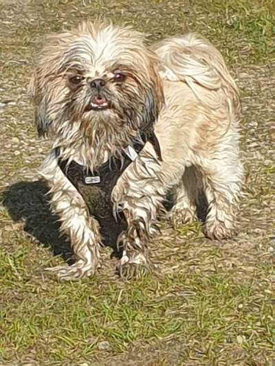 Kleine Hunde ganz Groß-Beitrag-Bild