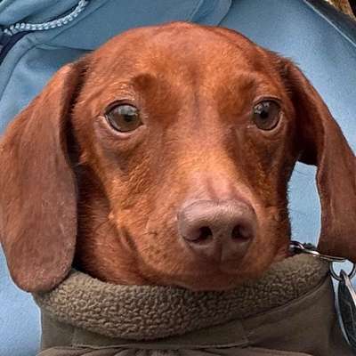 Hundetreffen-Entspannte Gassirunden-Bild