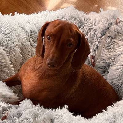 Hundetreffen-Gemeinsame Gassirunde-Bild