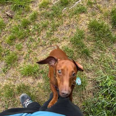 Hundetreffen-Gemeinsame Gassirunde-Bild