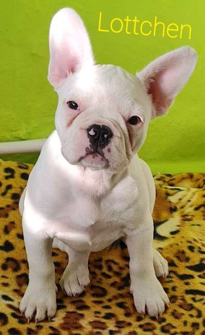 Französische Bulldoggen-Beitrag-Bild