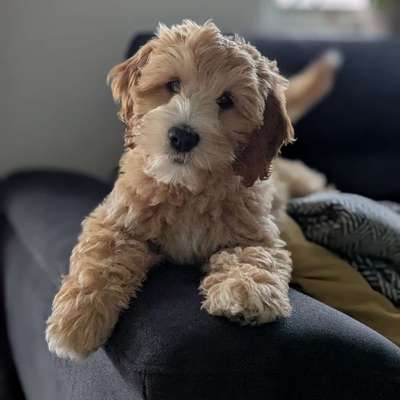 Hundetreffen-Kontakt mit anderen Hunden / Spielen/ Spazieren-Bild