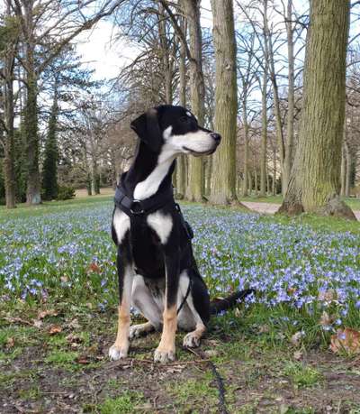 Griechische Bracke-Beitrag-Bild