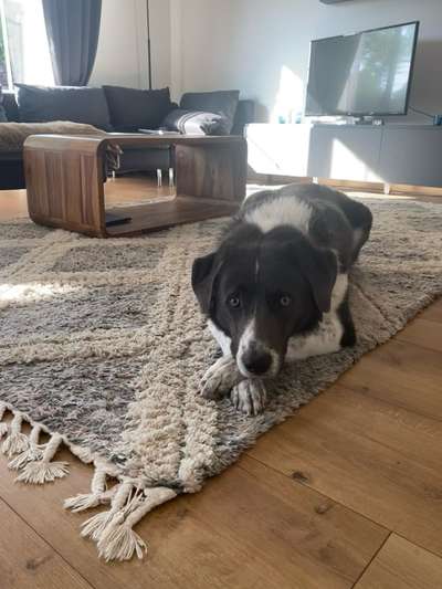 Hundetreffen-Social Walk & Spielgefährten für Grey gesucht-Bild