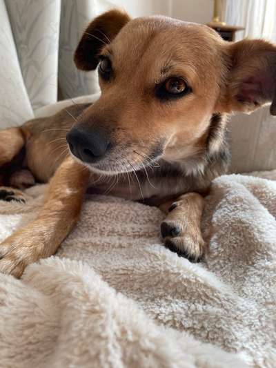 Hilfe bei Zwicken und Sachen anknabbern-Beitrag-Bild